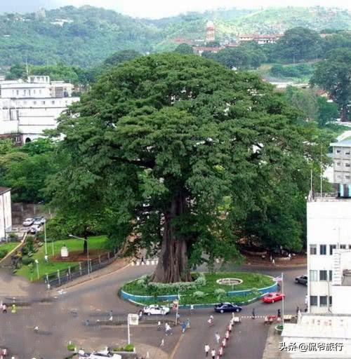 全球最有地位的树，一颗是皇帝亲自种下的，一颗总统府都设在附近