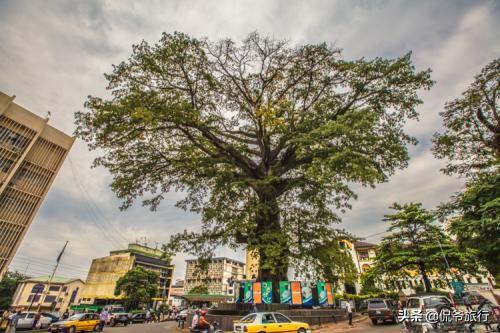全球最有地位的树，一颗是皇帝亲自种下的，一颗总统府都设在附近